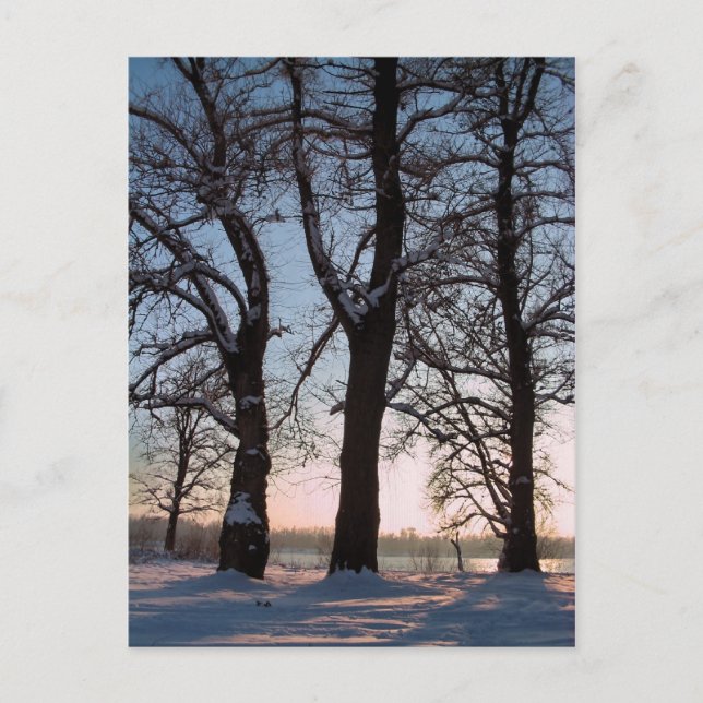 Winter träd på blå himmel-bakgrund vykort (Framsida)
