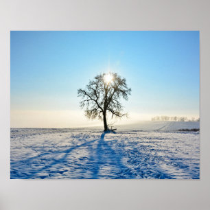 Winter Träd - - - Poster