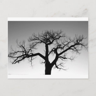 Winter Träd Silhouette Vykort