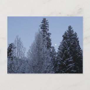 Winter Träd vid Dawn Montana Ligcape Vykort