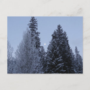 Winter Träd vid Dawn Montana Ligcape Vykort