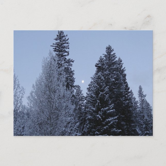 Winter Träd vid Dawn Montana Ligcape Vykort (Framsida)