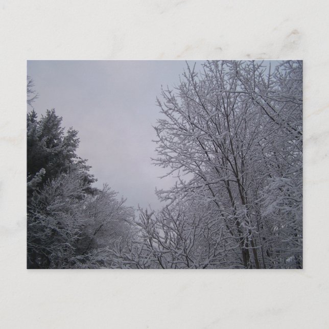 Winter Träd Vykort (Framsida)