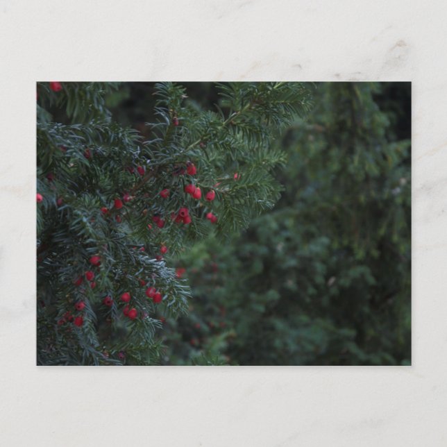 Winter Träd Vykort (Framsida)