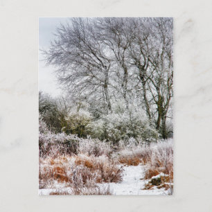Winter Walk Vykort