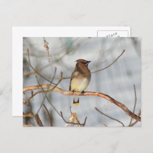 Winter Waxwing Wildlife Nature Photo Personalized Vykort (Fram/baksida)
