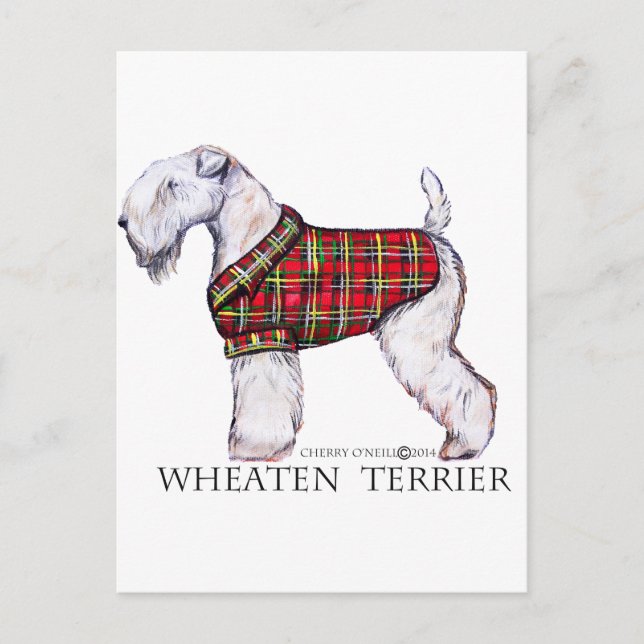 Winter Wheaten Terrier Vykort (Framsida)