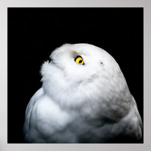 Winter White Snowy Uggla Poster