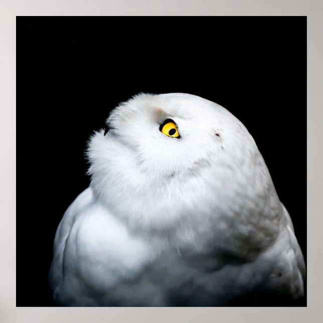 Winter White Snowy Uggla Poster (Framsidan)