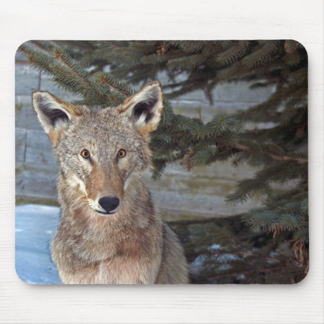 Winter Wildlife Musmatta (Framsidan)