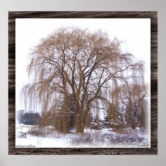 Winter Willow- Matted Poster (Framsidan)