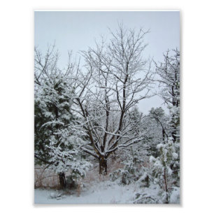 Winter Wonderland Fototryck