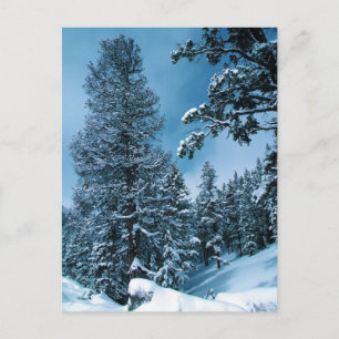 Winter Wonderland Vykort