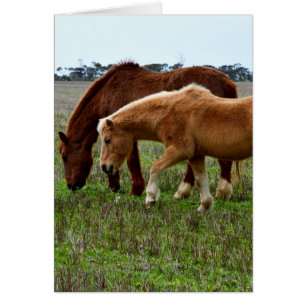 Winter Wooly Horses OBS Kort