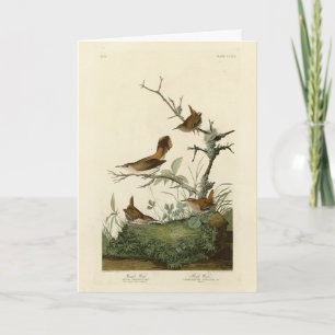 Winter Wren, Sten Wren, Audubon's Birds of America Kort
