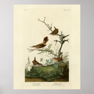 Winter Wren, Sten Wren, Audubon's Birds of America Poster