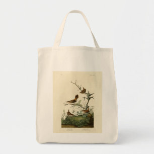 Winter Wren, Sten Wren, Audubon's Birds of America Tygkasse