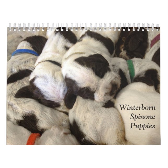 Winterborn Spinone ~ reviderade Med. för Kalender (Omslag)