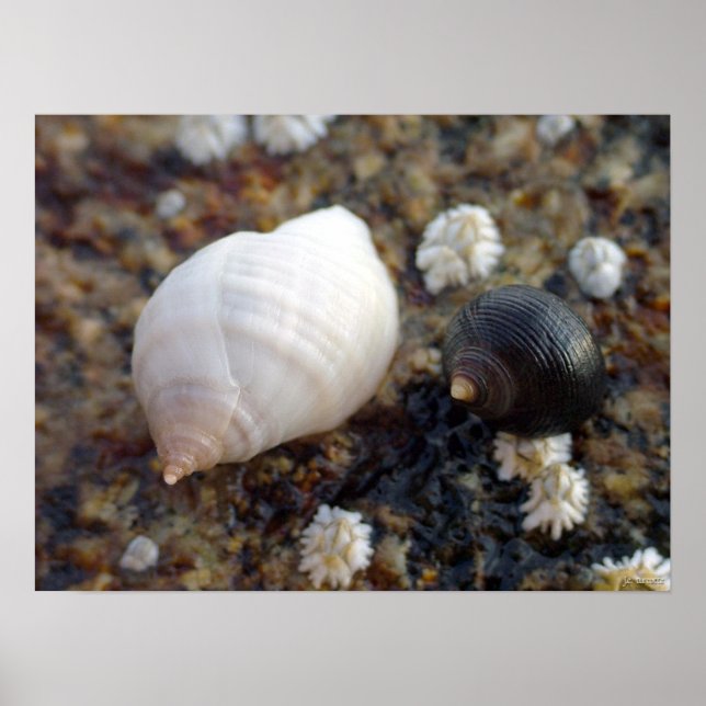 Winterhaven Seasnails Poster (Framsidan)