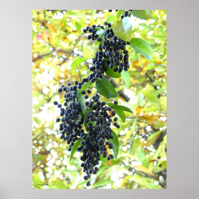 Wintering Berries Poster (Framsidan)