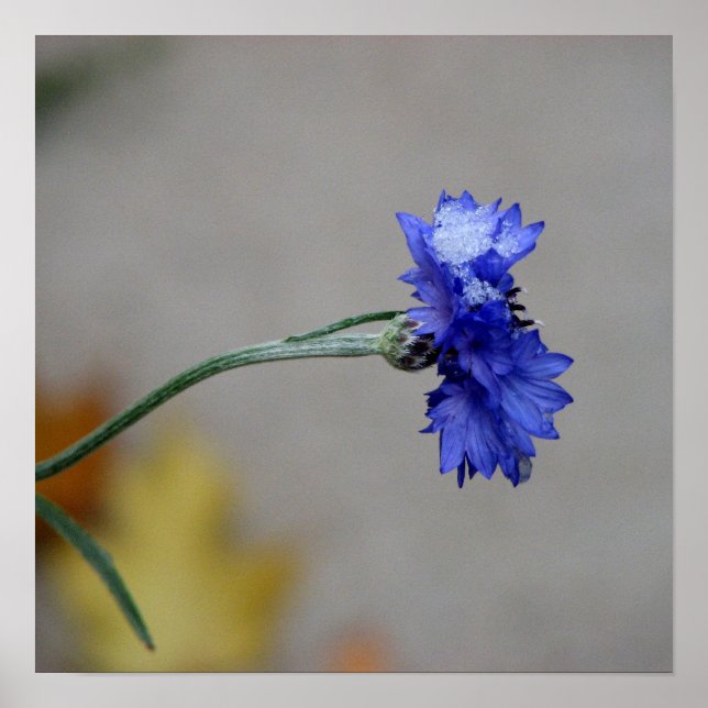 Winter's Chill Poster (Framsidan)