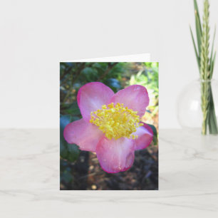 Winters Star Camelia Photo Folant Note Card Anteckningskort