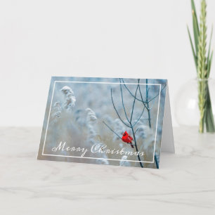 Wintry Cardinal-julkort Kort