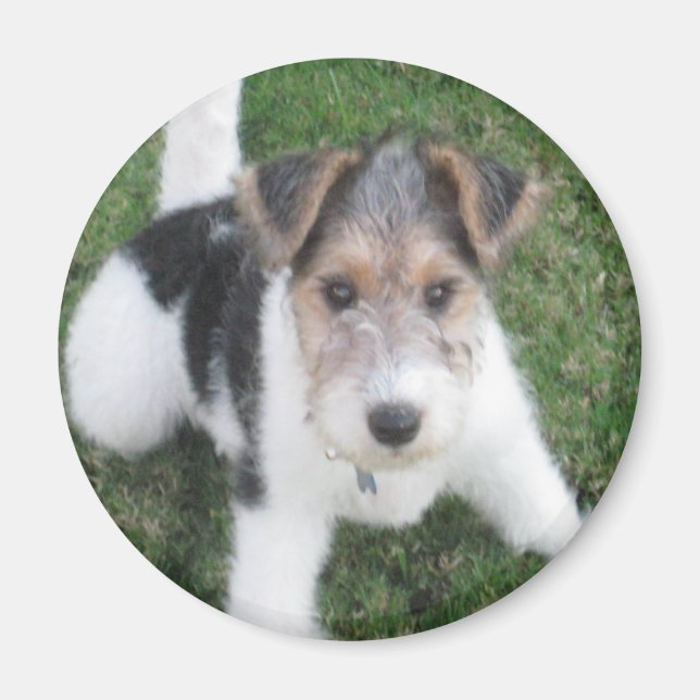 Wire Fox Terrier Puppy Magnet (Framsidan)