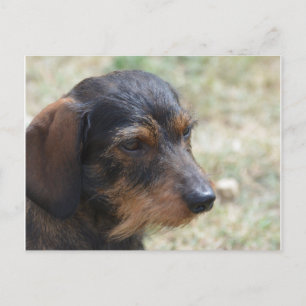 Wire Hved Daschund Hund Vykort