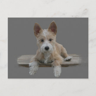 Wire Portugisiska Podengo Pequeno Vykort