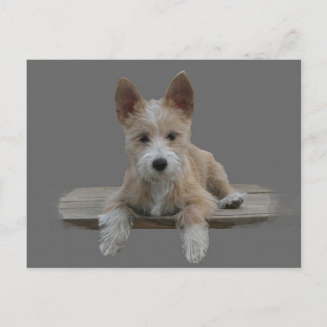 Wire Portugisiska Podengo Pequeno Vykort (Framsida)