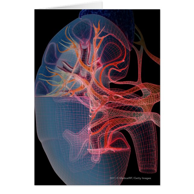 Wireframe av insidan av en njure hälsningskort (Framsidan)