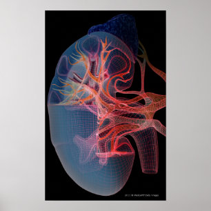 Wireframe av insidan av en njure poster