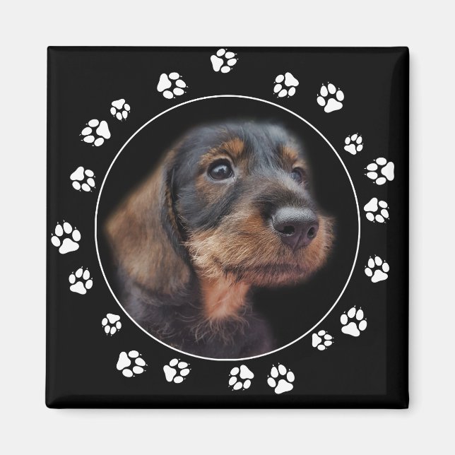 Wirehair Dachshund Puppy Tass avtryck Magnet (Framsidan)
