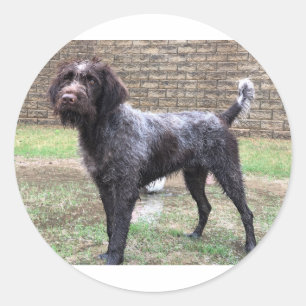 Wirehaired peka Griffon klistermärke