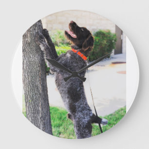 Wirehaired peka Griffon tar tid på Stor Klocka