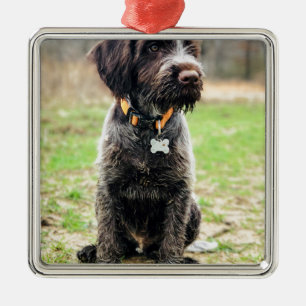 Wirehaired peka Griffon valp Julgransprydnad Metall