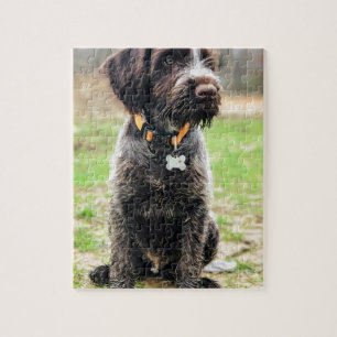 Wirehaired peka Griffon valp Pussel