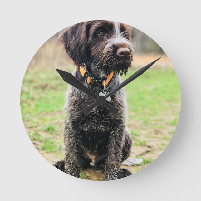 Wirehaired peka Griffon valp Rund Klocka (Framsida)