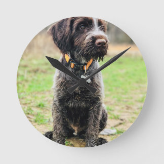Wirehaired peka Griffon valp Rund Klocka
