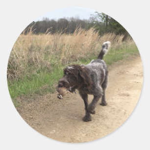 Wirehaired peka klistermärke för Griffon quailja
