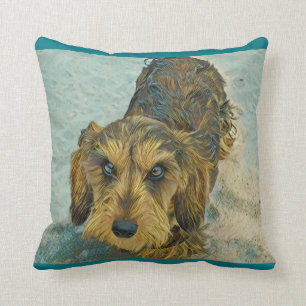 wirehaired tax kudde