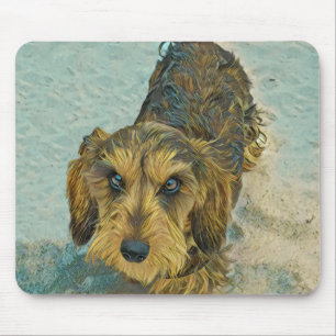 wirehaired tax musmatta