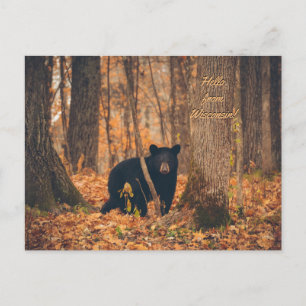 Wisconsin Black Bear Photo Vykort
