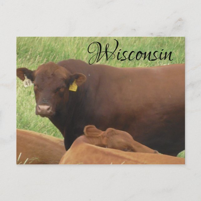 Wisconsin Cow Photograph Souvenir-vykort Vykort (Framsida)