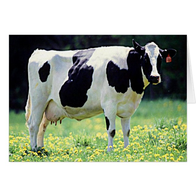 Wisconsin Dairy Cow Hälsningskort (Framsidan Horizontal)