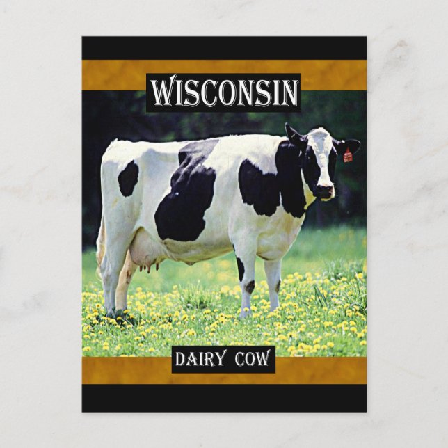 Wisconsin Dairy Cow Vykort (Framsida)