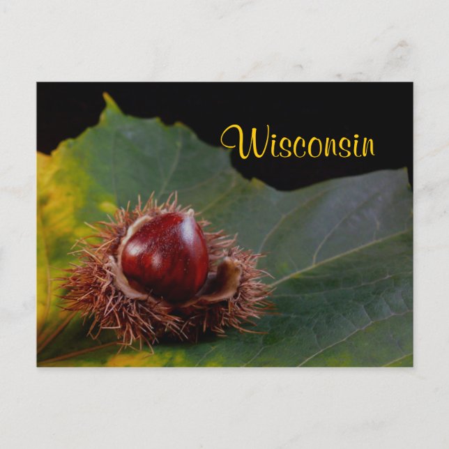 Wisconsin, hösten Löv med Nöt vykort (Framsida)
