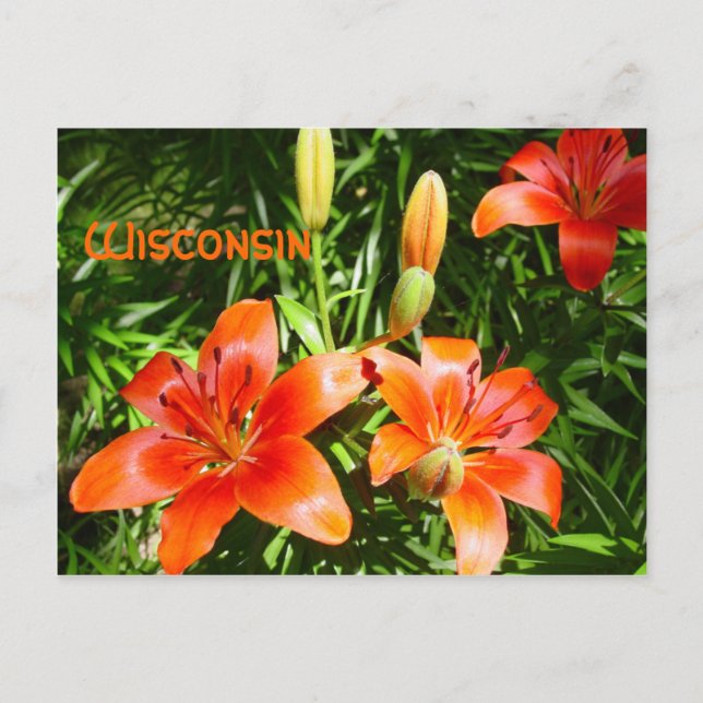 Wisconsin Lillies Vykort (Framsida)