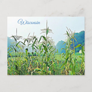 Wisconsin Maj Stalks Midwest Photo Postcard Vykort